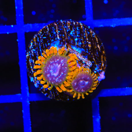 JF Acid Reflux Zoanthid Coral