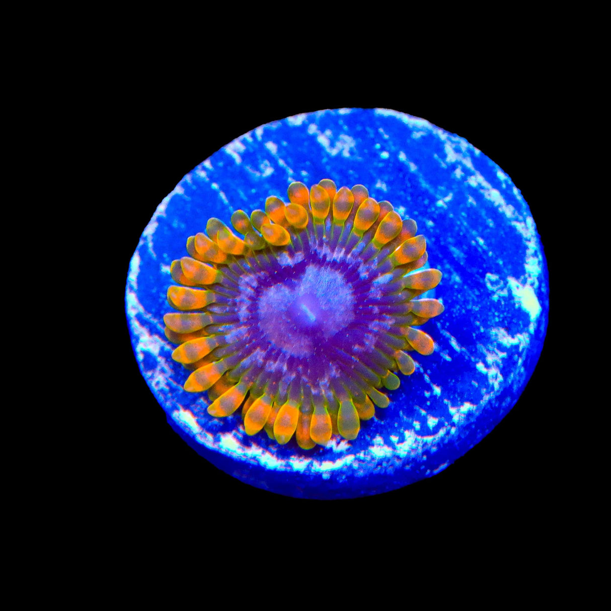 JF Acid Reflux Zoanthids Coral