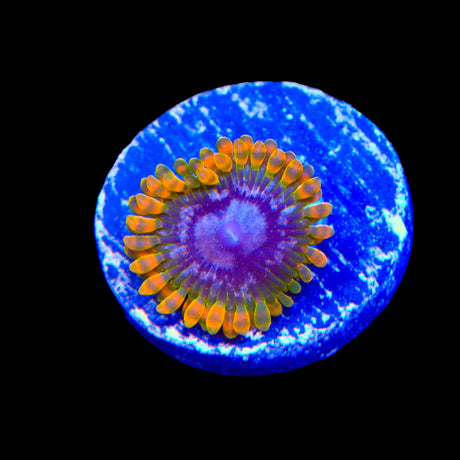 JF Acid Reflux Zoanthids Coral