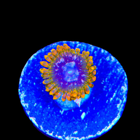 JF Acid Reflux Zoanthids Coral