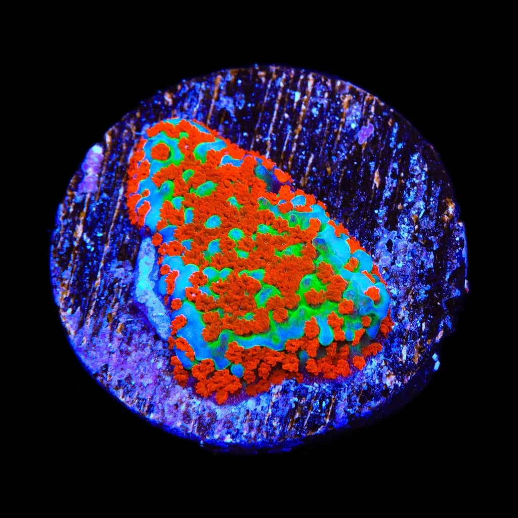 JF Aquaman Montipora Coral – Almost WYSIWYG – Top Shelf Aquatics