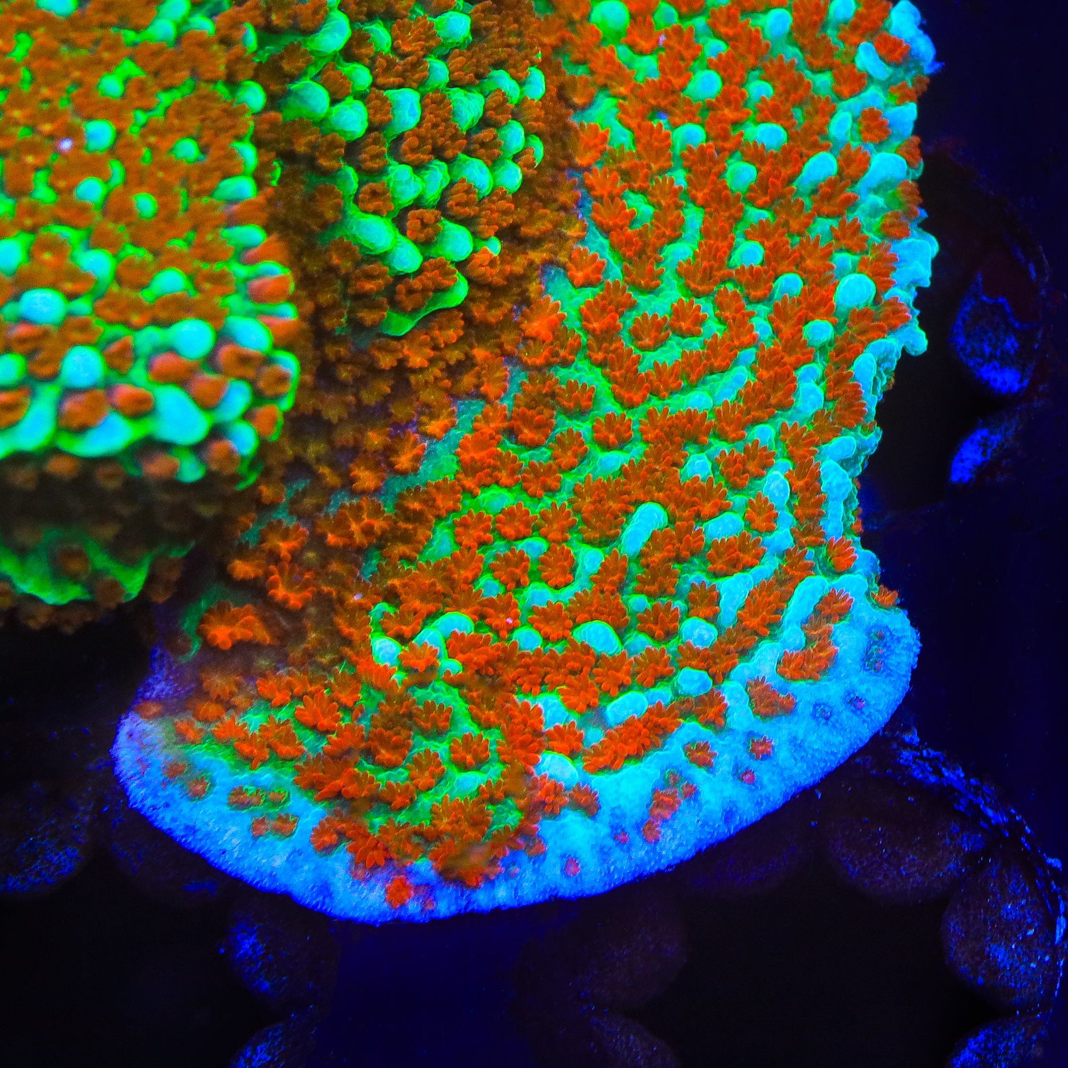 JF Aquaman Montipora Coral – Top Shelf Aquatics