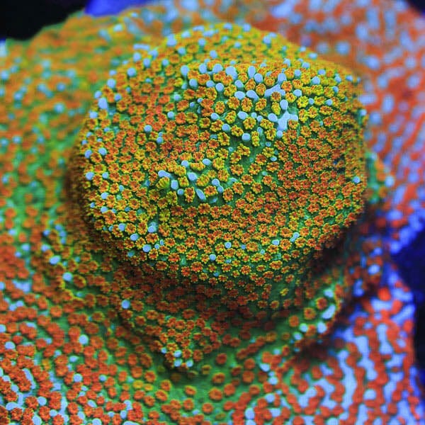 JF Aquaman Montipora Coral – Top Shelf Aquatics