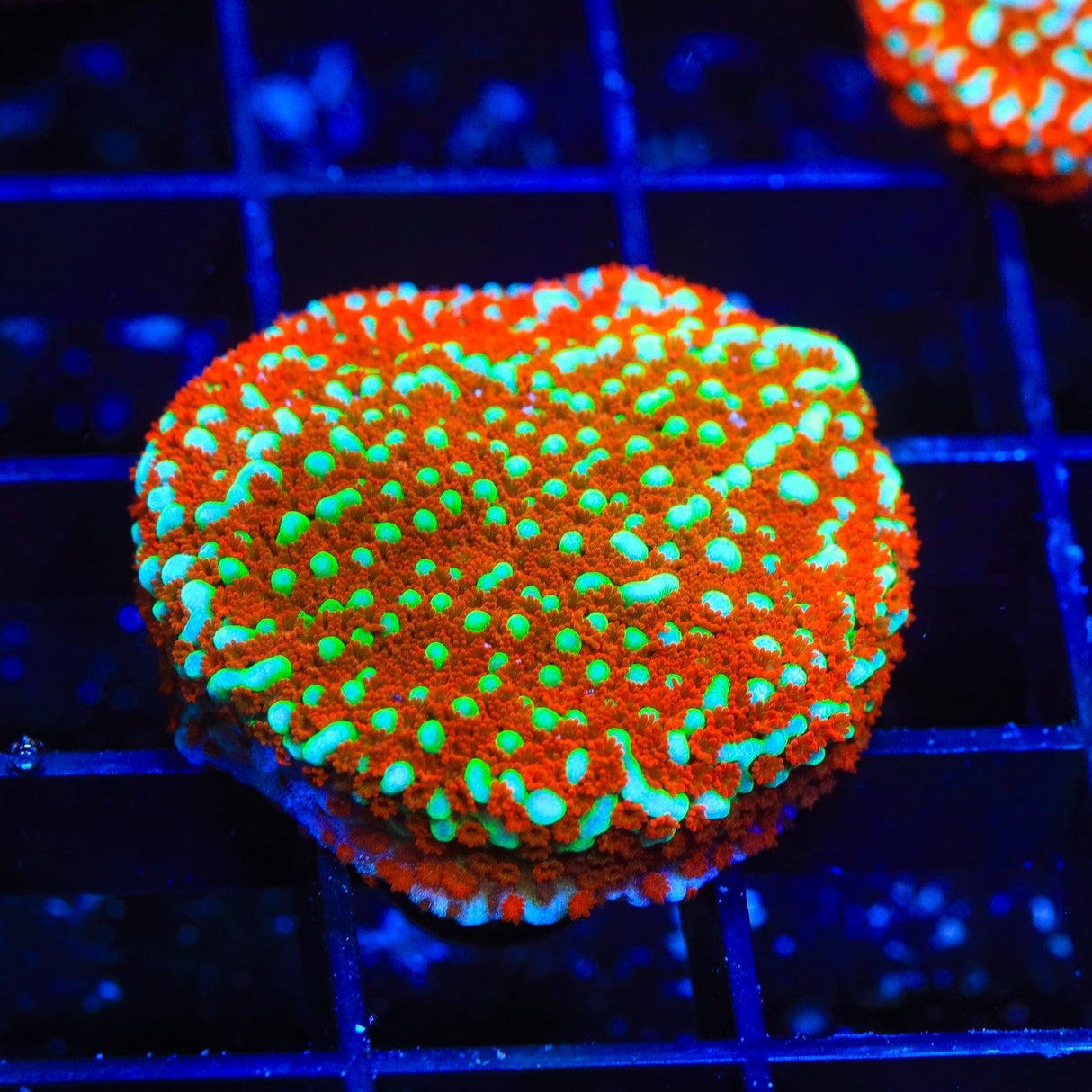 JF Aquaman Montipora Coral