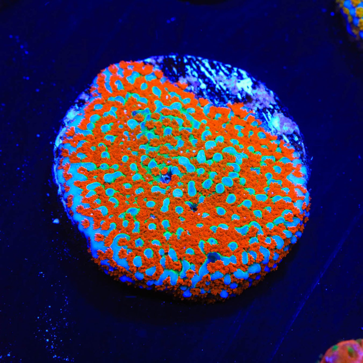 JF Aquaman Montipora Coral