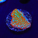 JF Aquaman Montipora Coral