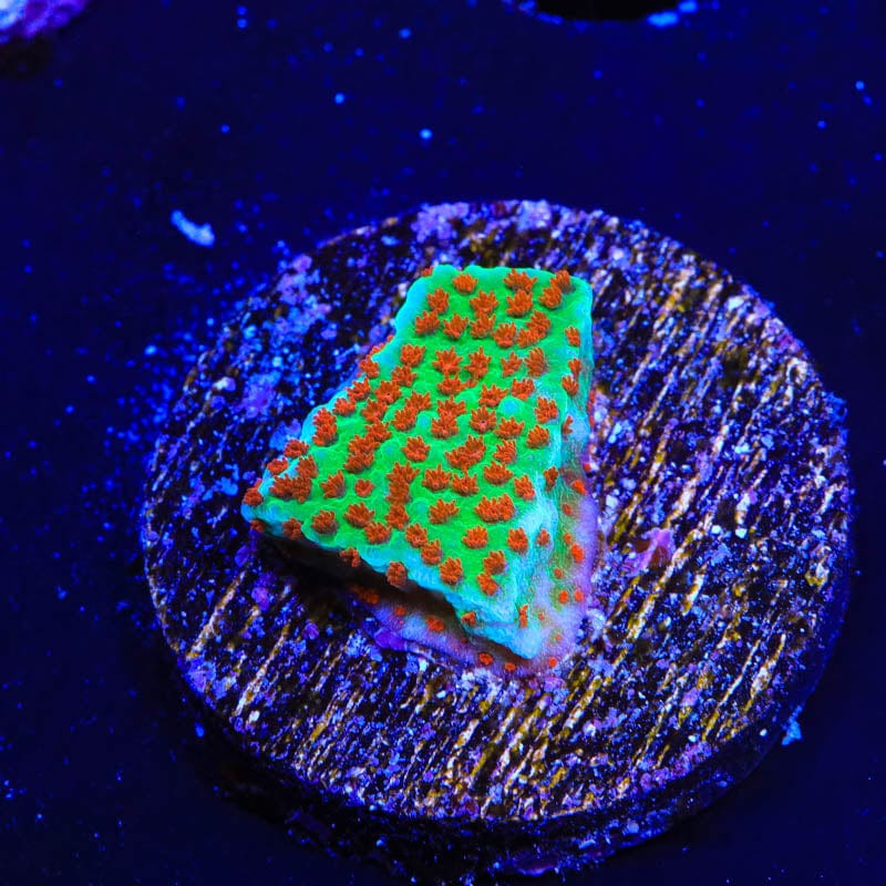 JF Aquaman Montipora Coral