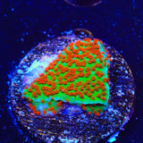 JF Aquaman Montipora Coral