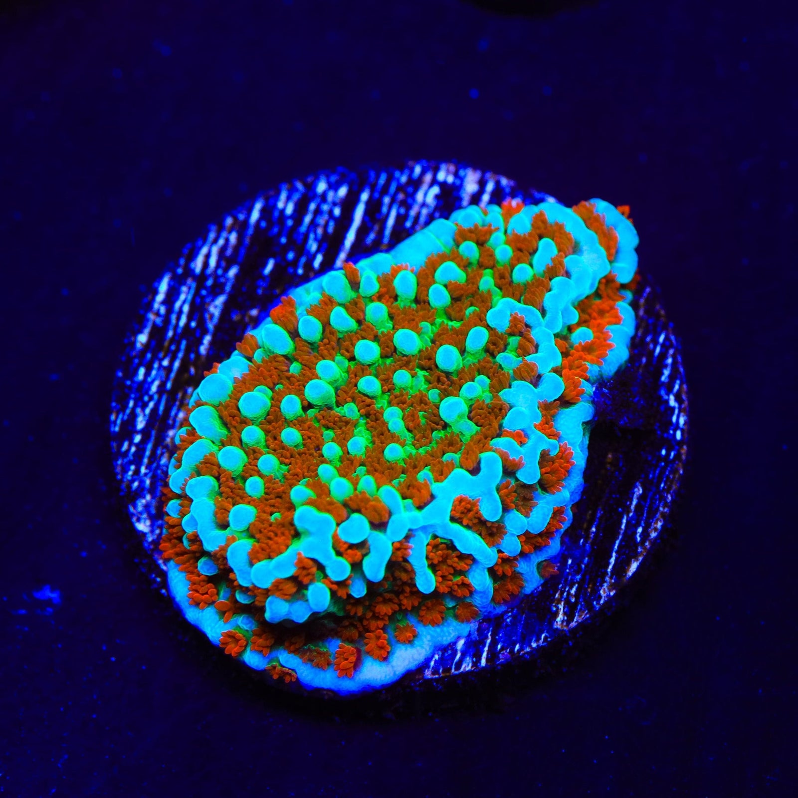 JF Aquaman Montipora Coral