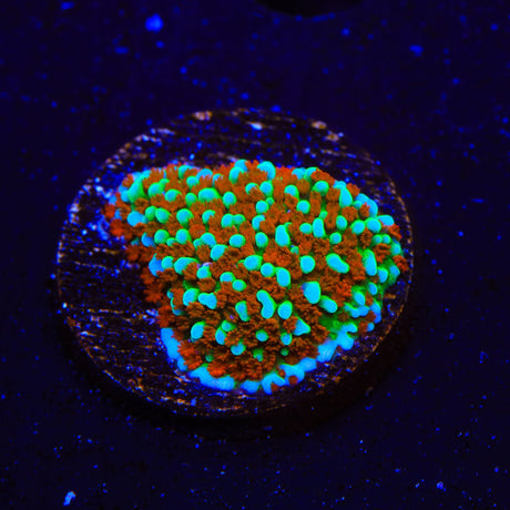JF Aquaman Montipora Coral