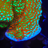 JF Aquaman Montipora Coral