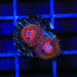 JF Azz Krak Zoanthids Coral