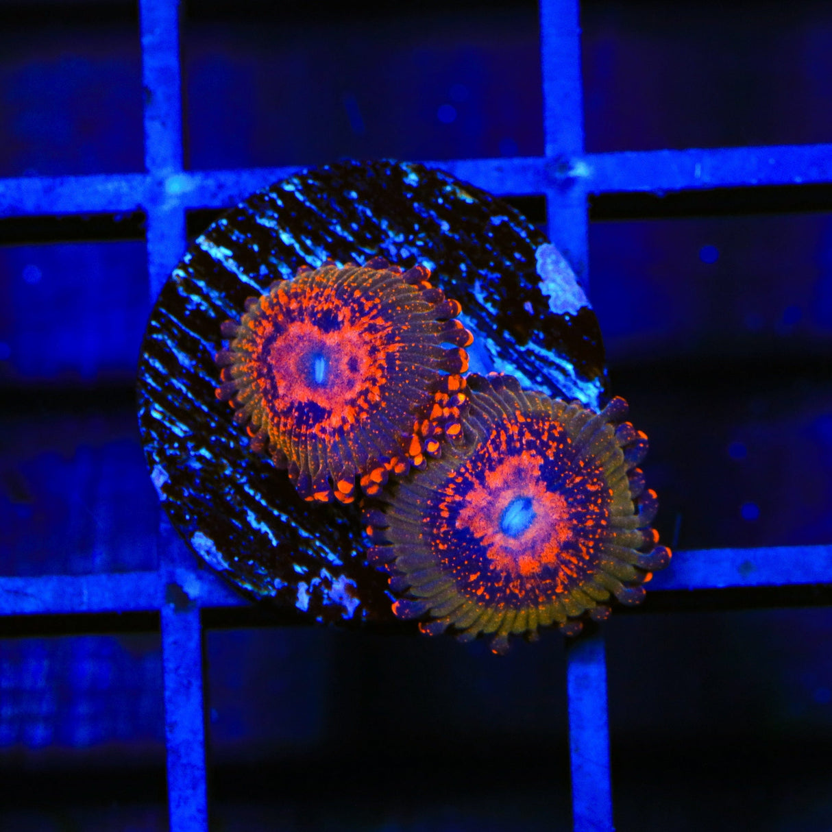 JF Azz Krak Zoanthids Coral