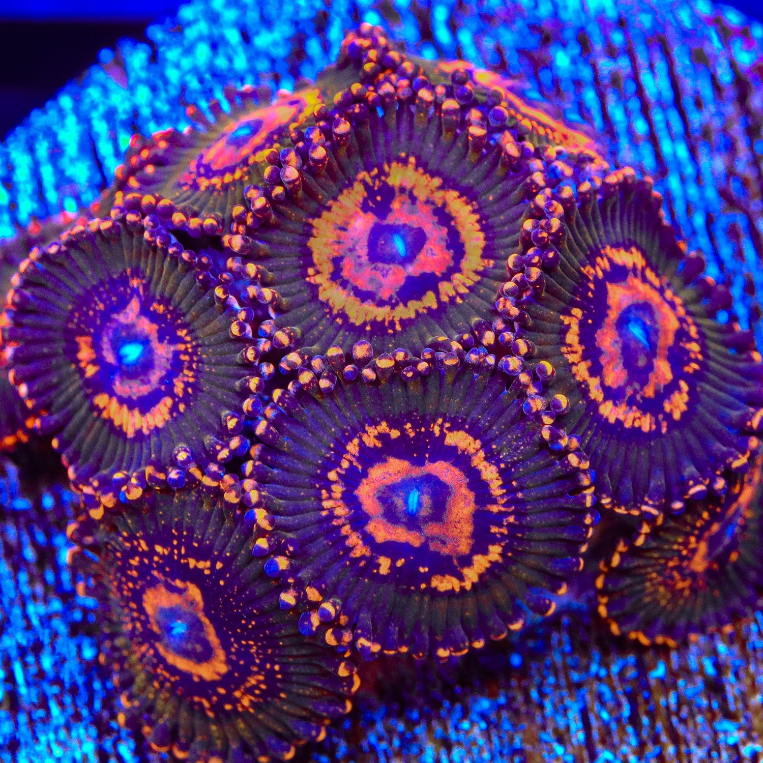 JF Azz Krak Zoanthids Coral – Top Shelf Aquatics