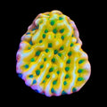 JF Beach Bum Montipora Coral