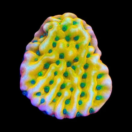 JF Beach Bum Montipora Coral