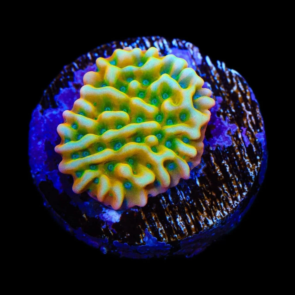 JF Beach Bum Montipora Coral