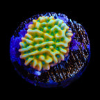 JF Beach Bum Montipora Coral