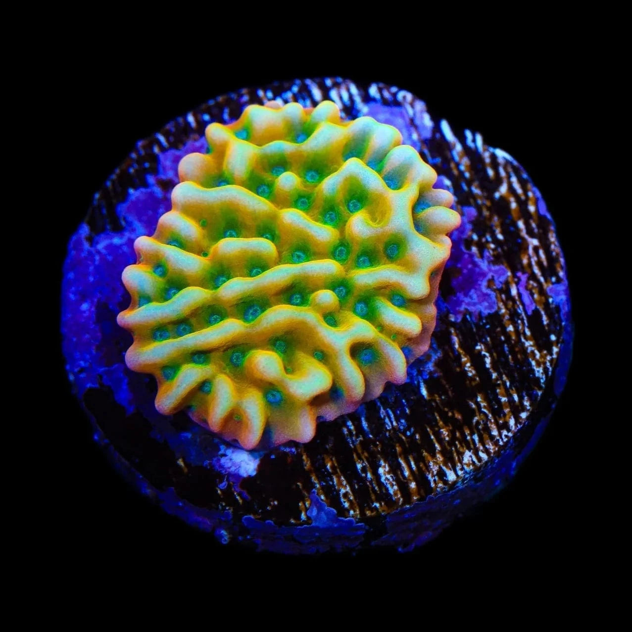 JF Beach Bum Montipora Coral