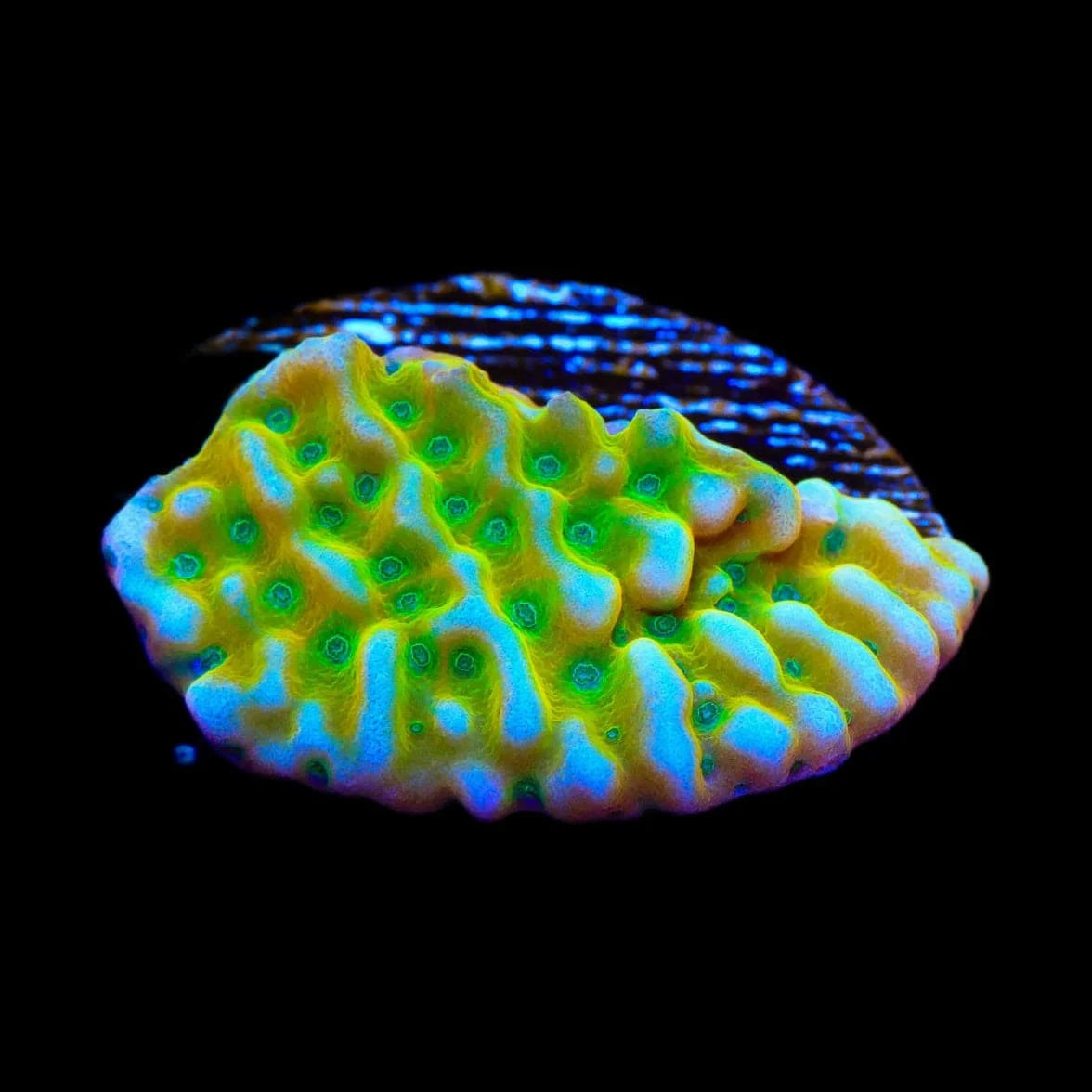 JF Beach Bum Montipora Coral