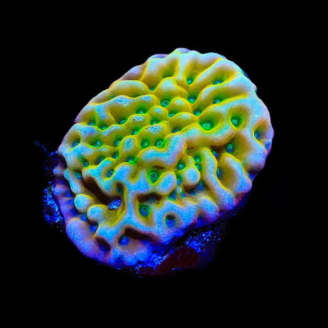 JF Beach Bum Montipora Coral