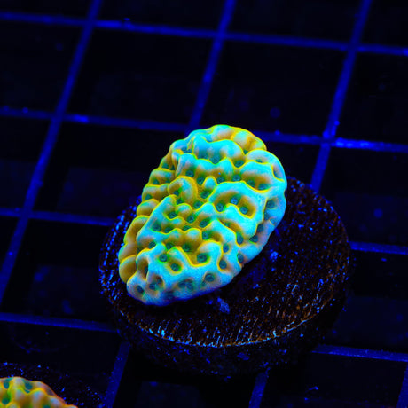 JF Beach Bum Montipora Coral