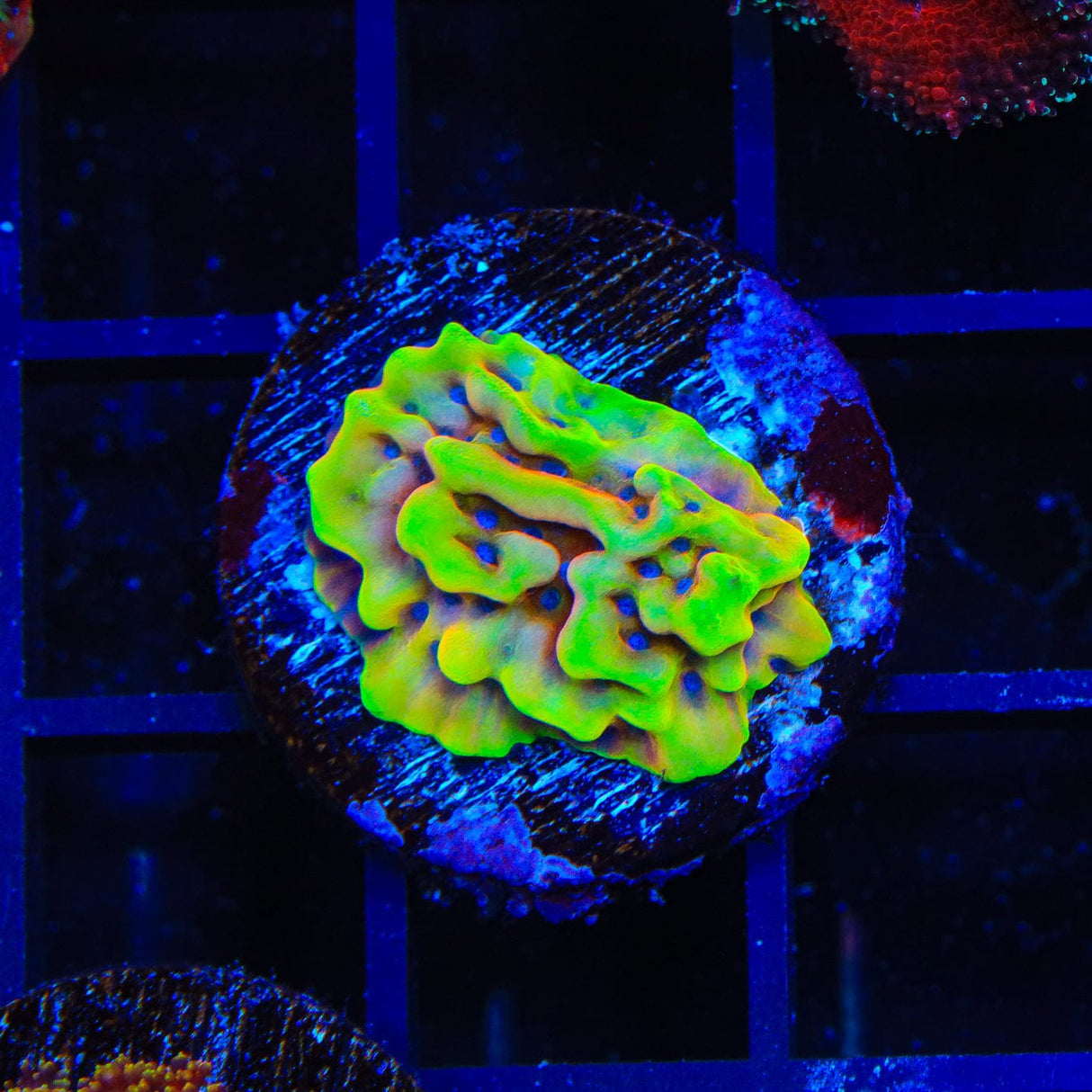JF Beach Bum Montipora Coral