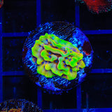 JF Beach Bum Montipora Coral
