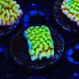 JF Beach Bum Montipora Coral