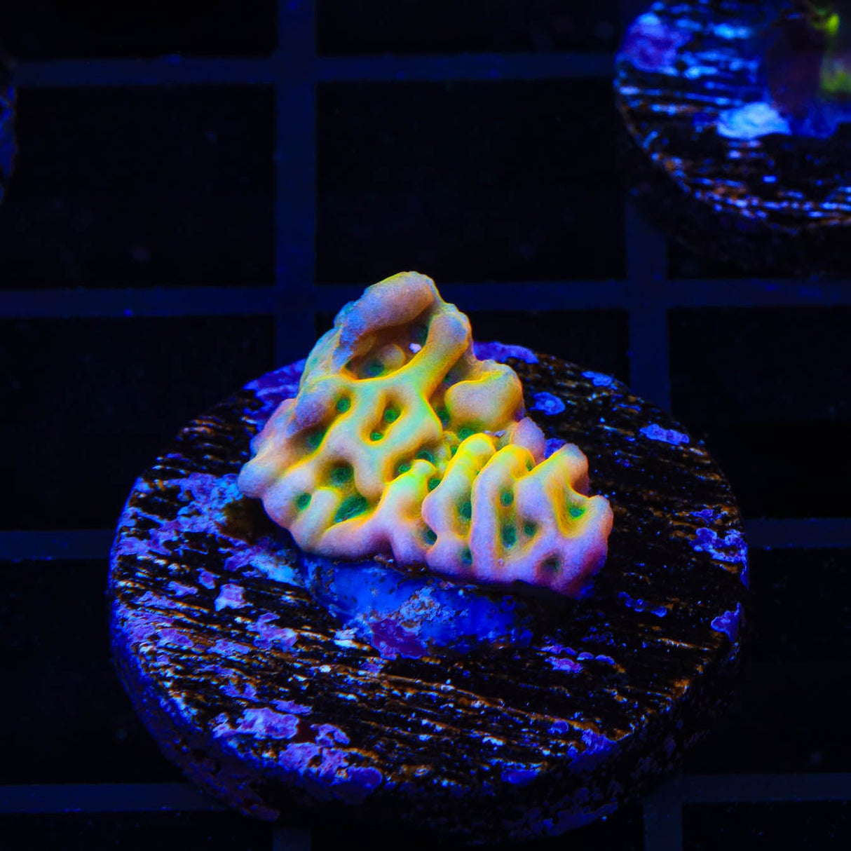 JF Beach Bum Montipora Coral