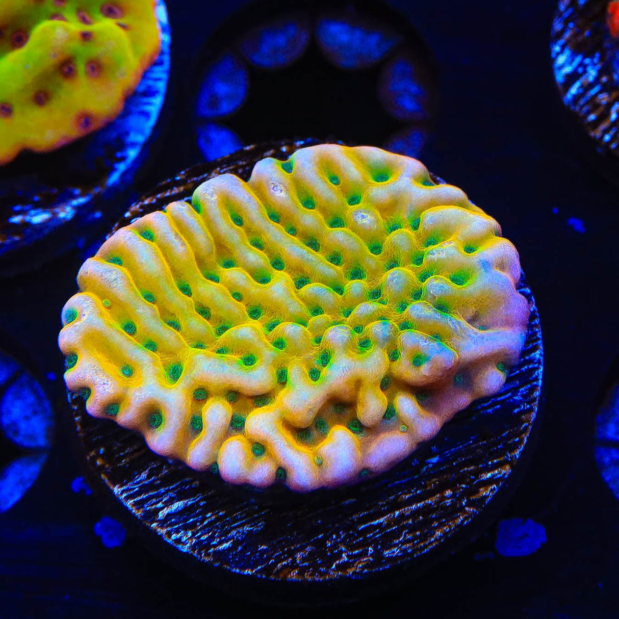 JF Beach Bum Montipora Coral