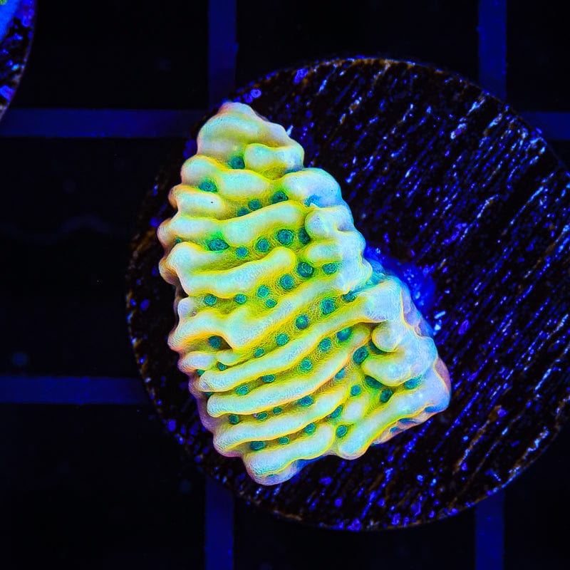 JF Beach Bum Montipora Coral