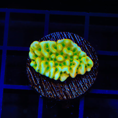 JF Beach Bum Montipora Coral