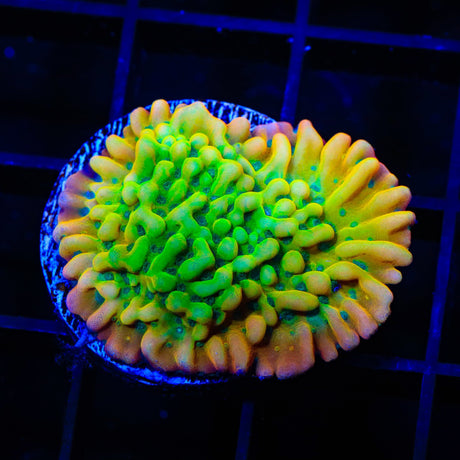 JF Beach Bum Montipora Coral