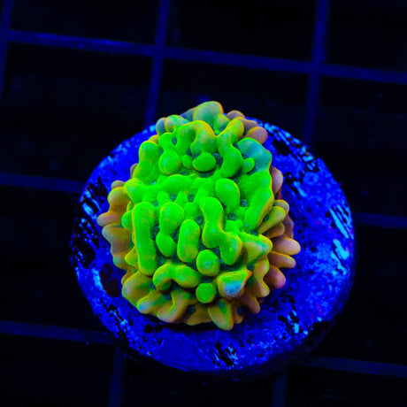 JF Beach Bum Montipora Coral