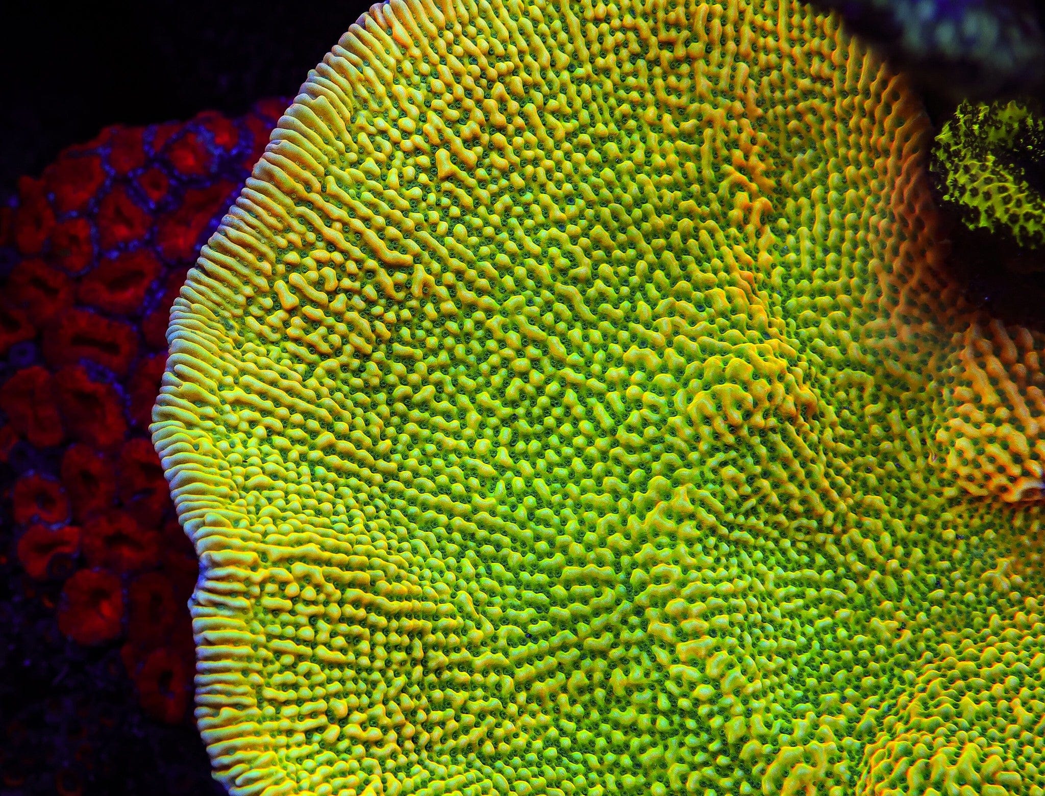 JF Beach Bum Montipora Coral – Top Shelf Aquatics