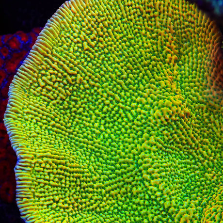 JF Beach Bum Montipora Coral