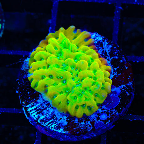 JF Beach Bum Montipora Coral