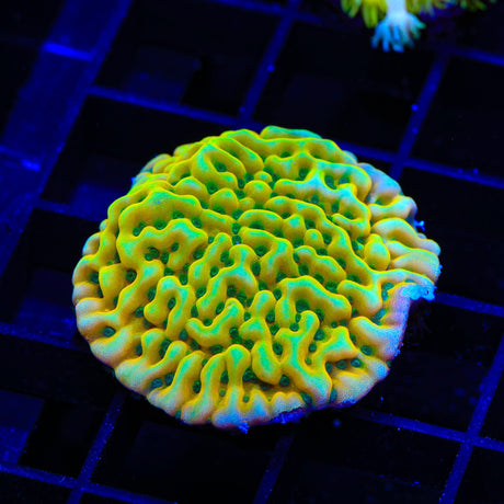 JF Beach Bum Montipora XL Frag Coral