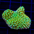 JF Beach Bum Montipora XL Frag Coral