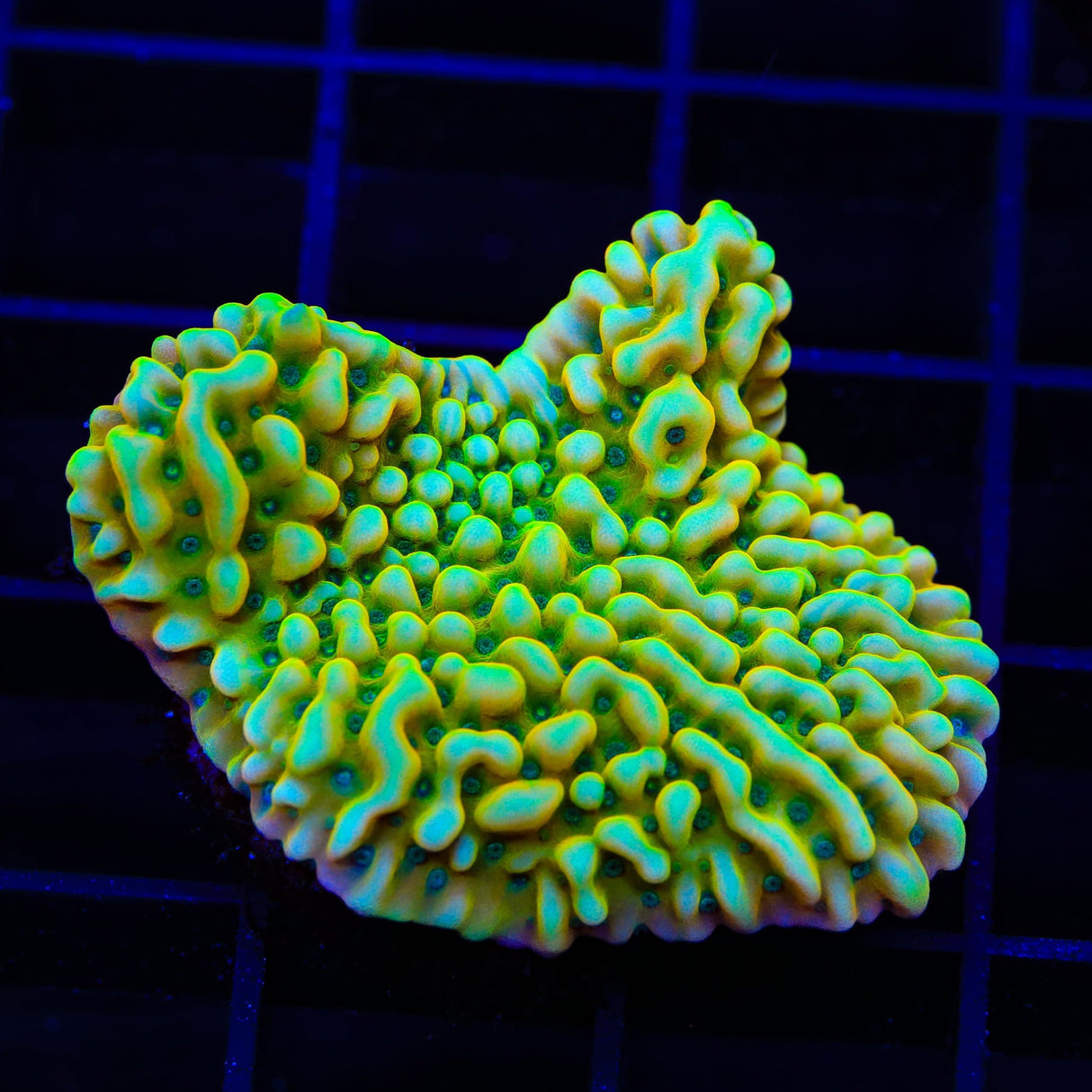 JF Beach Bum Montipora XL Frag Coral