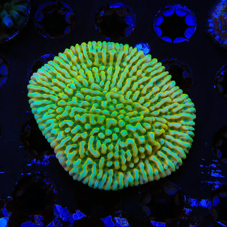 JF Beach Bum Montipora XL Frag Coral