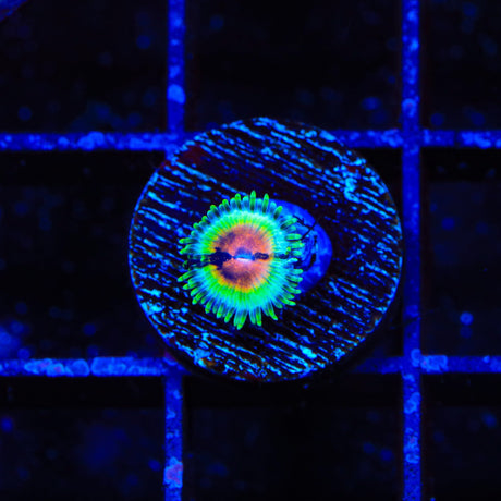 JF Bloodshot Zoanthids Coral