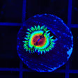 JF Bloodshot Zoanthids Coral