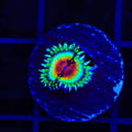 JF Bloodshot Zoanthids Coral