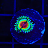JF Bloodshot Zoanthids Coral