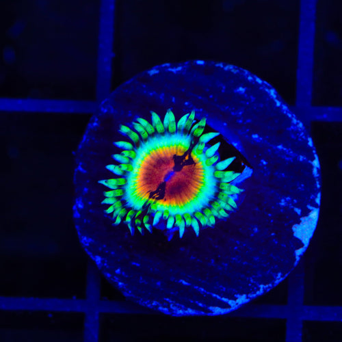 JF Bloodshot Zoanthids Coral