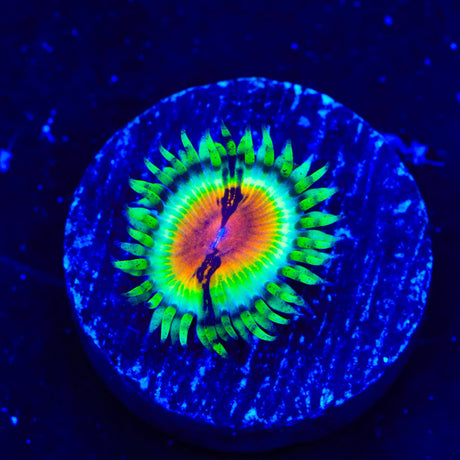 JF Bloodshot Zoanthids Coral