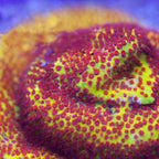JF Burning Banana Stylocoeniella Coral