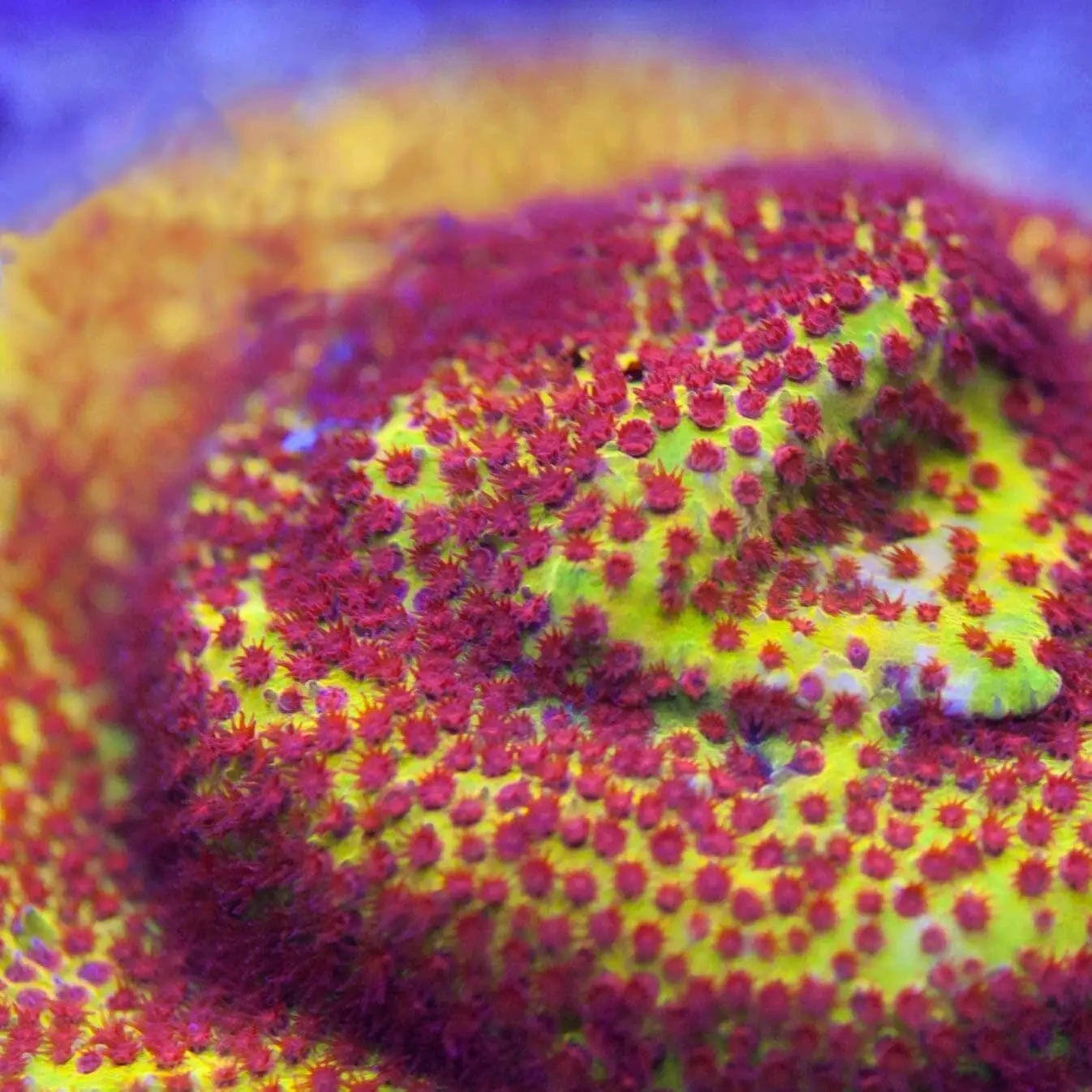 JF Burning Banana Stylocoeniella Coral